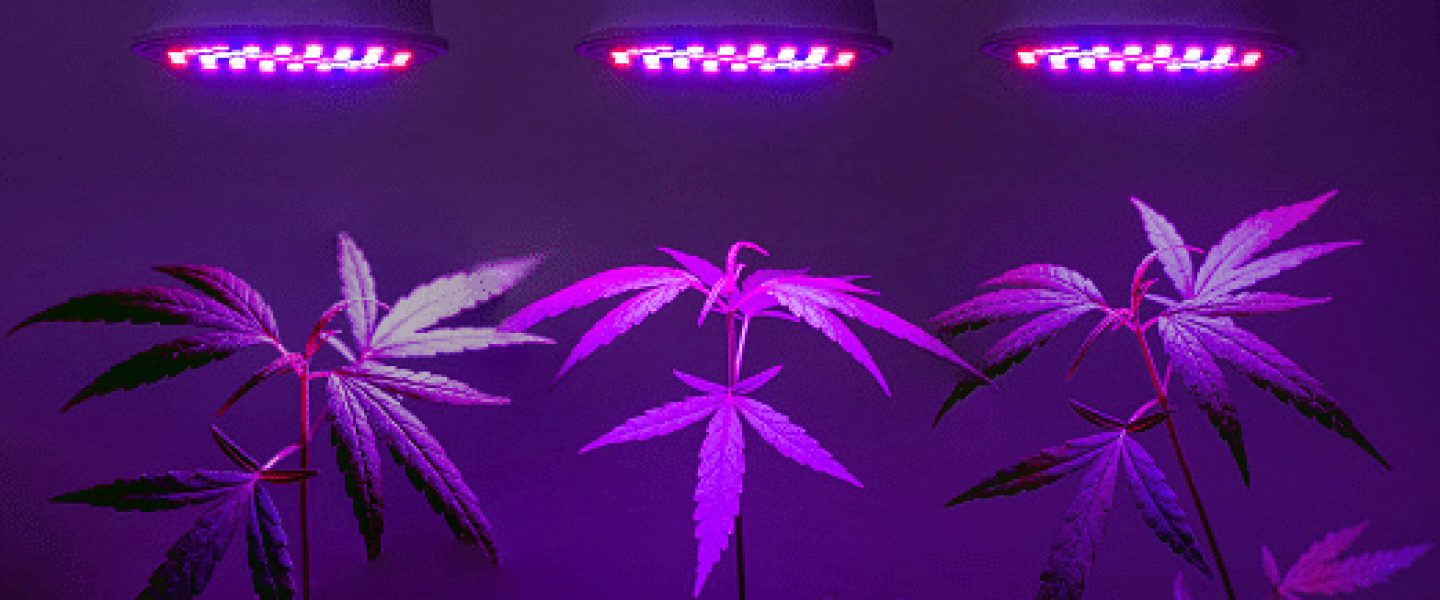 Cannabis cultivators need effective indoor grow lights to grow cannabis like this.