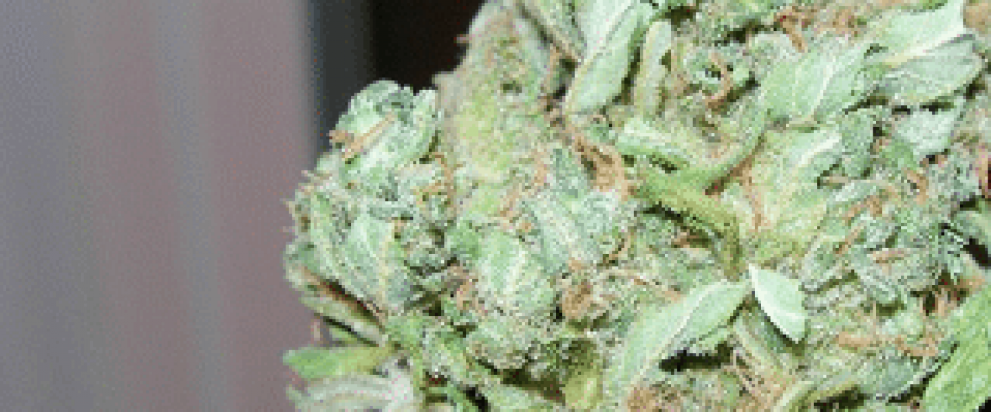 Lemon Skunk Bud Marijuana