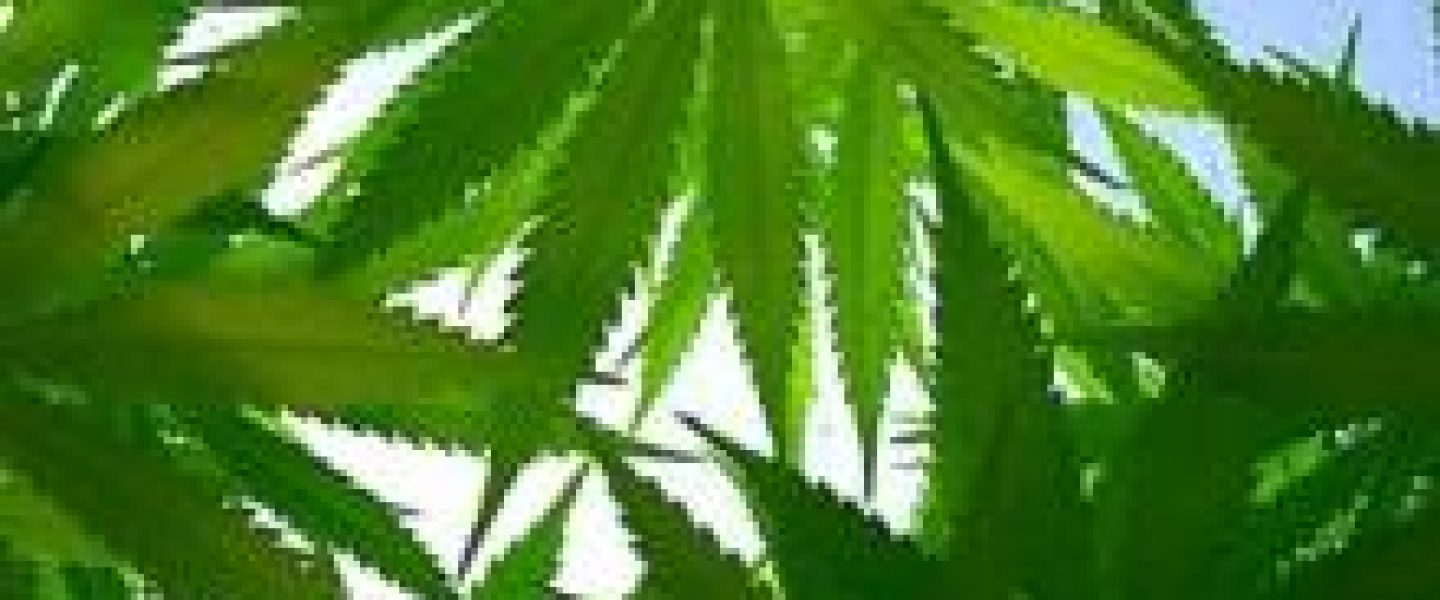 Marijuana Leaves