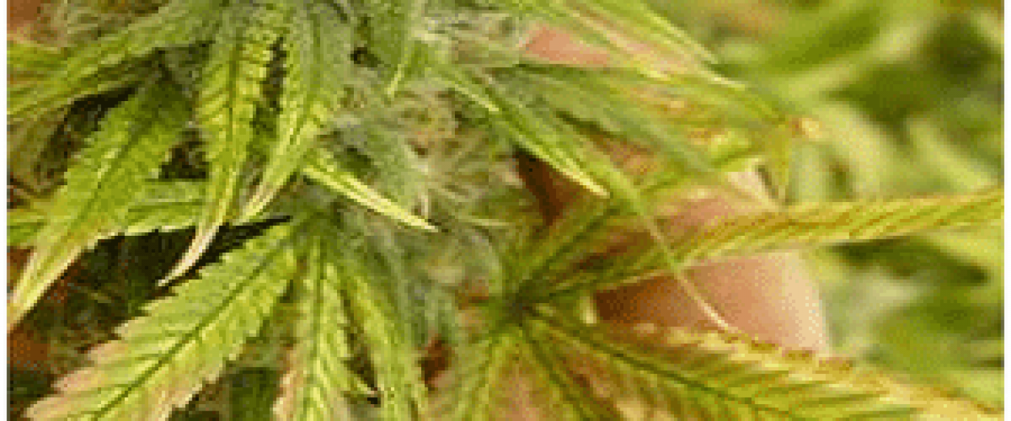 Molybdenum deficiency marijuana plants