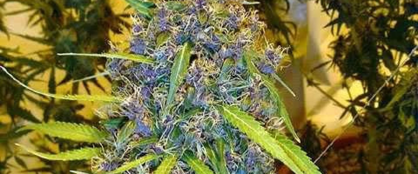 Purple marijuana flower