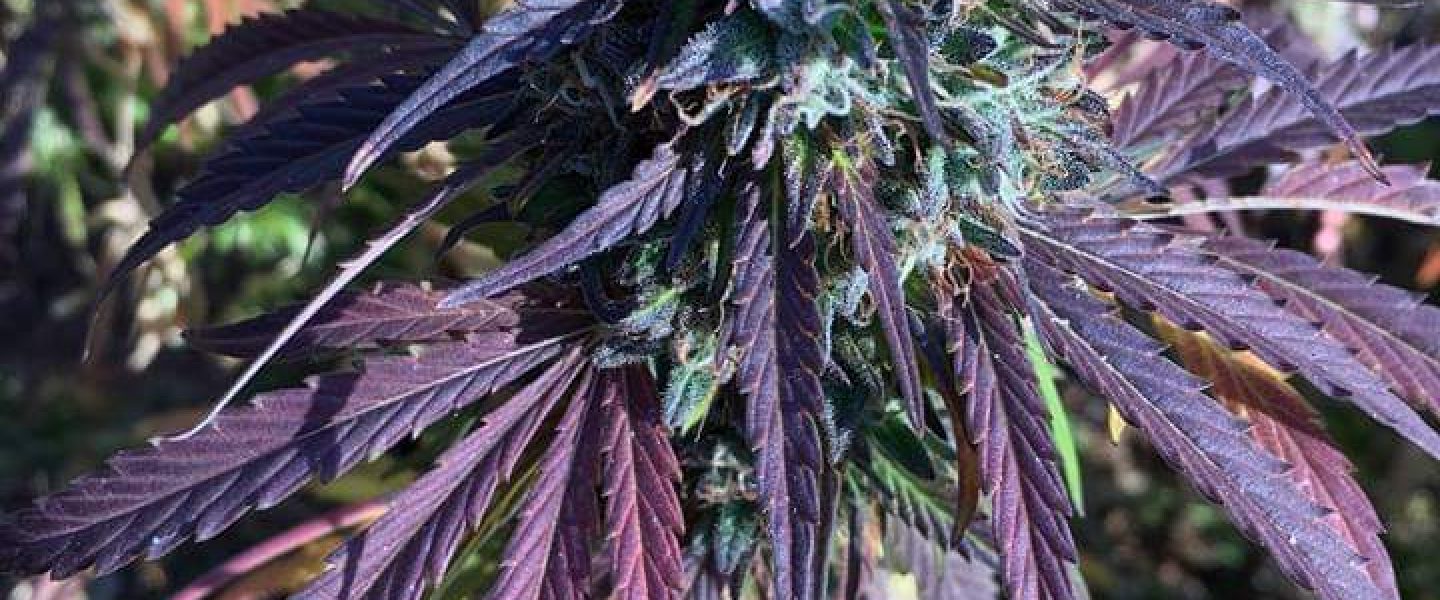 purple cannabis buds