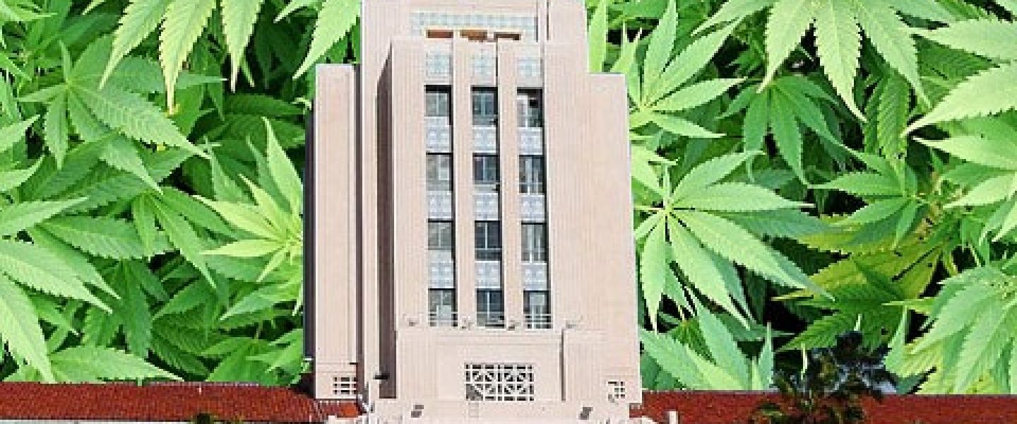 San Diego Marijuana