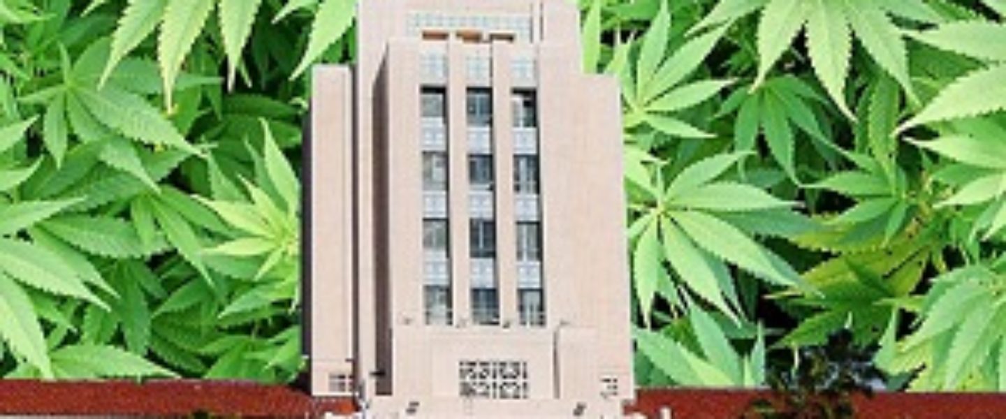 San Diego medical marijuana bob filner proposal