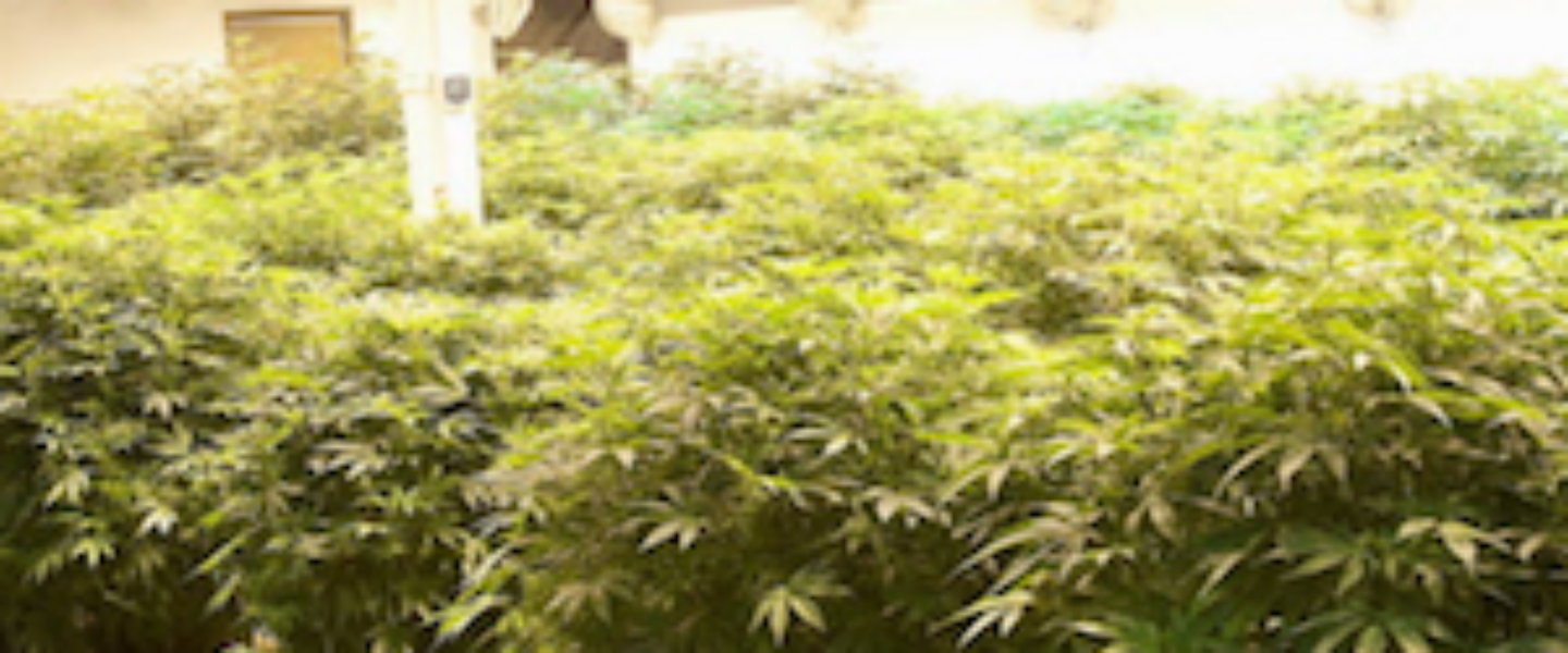 marijuana cultivation