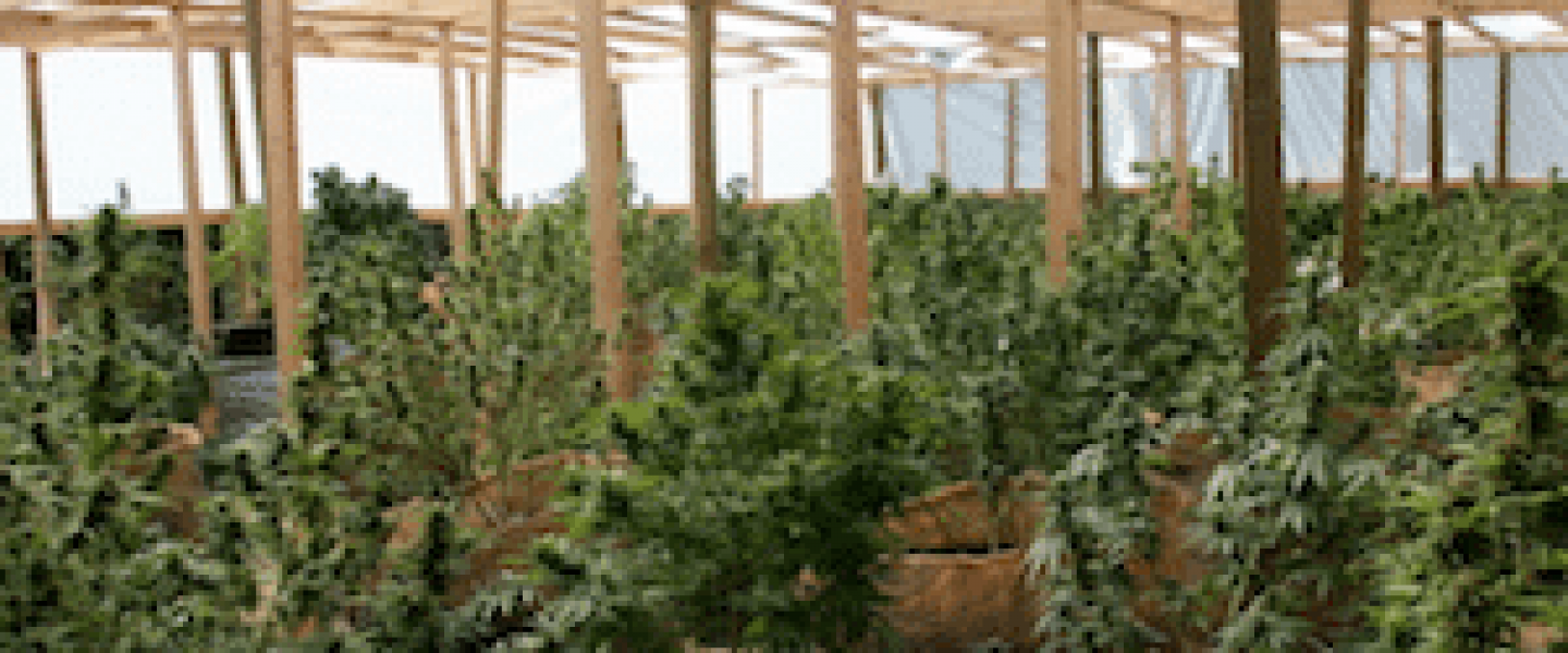 emerald triangle