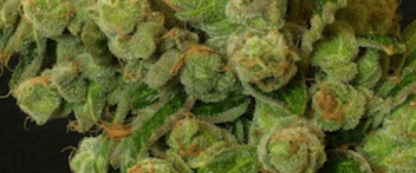 marijuana terps