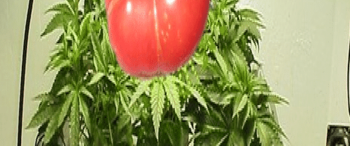 Tomato Marijuana