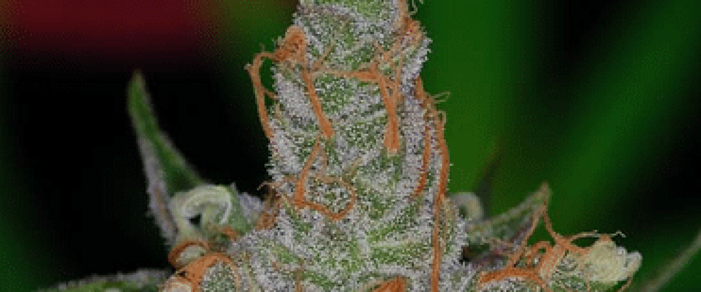 vortex cannabis