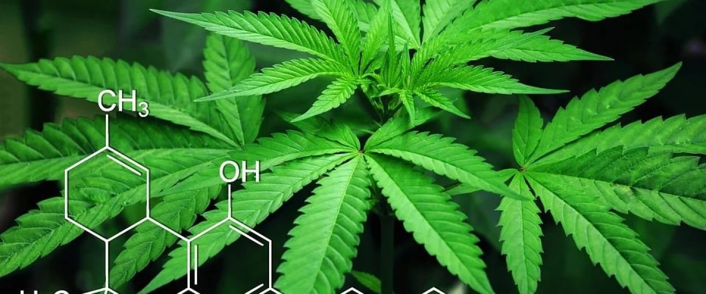 A cannabis plant with the symbols for the chemical compound of THC.