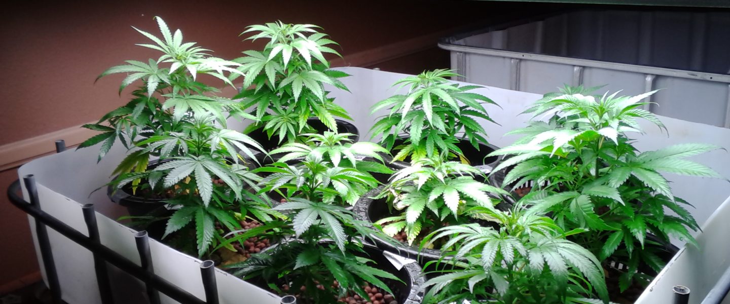 growers can breed Cannabis plants