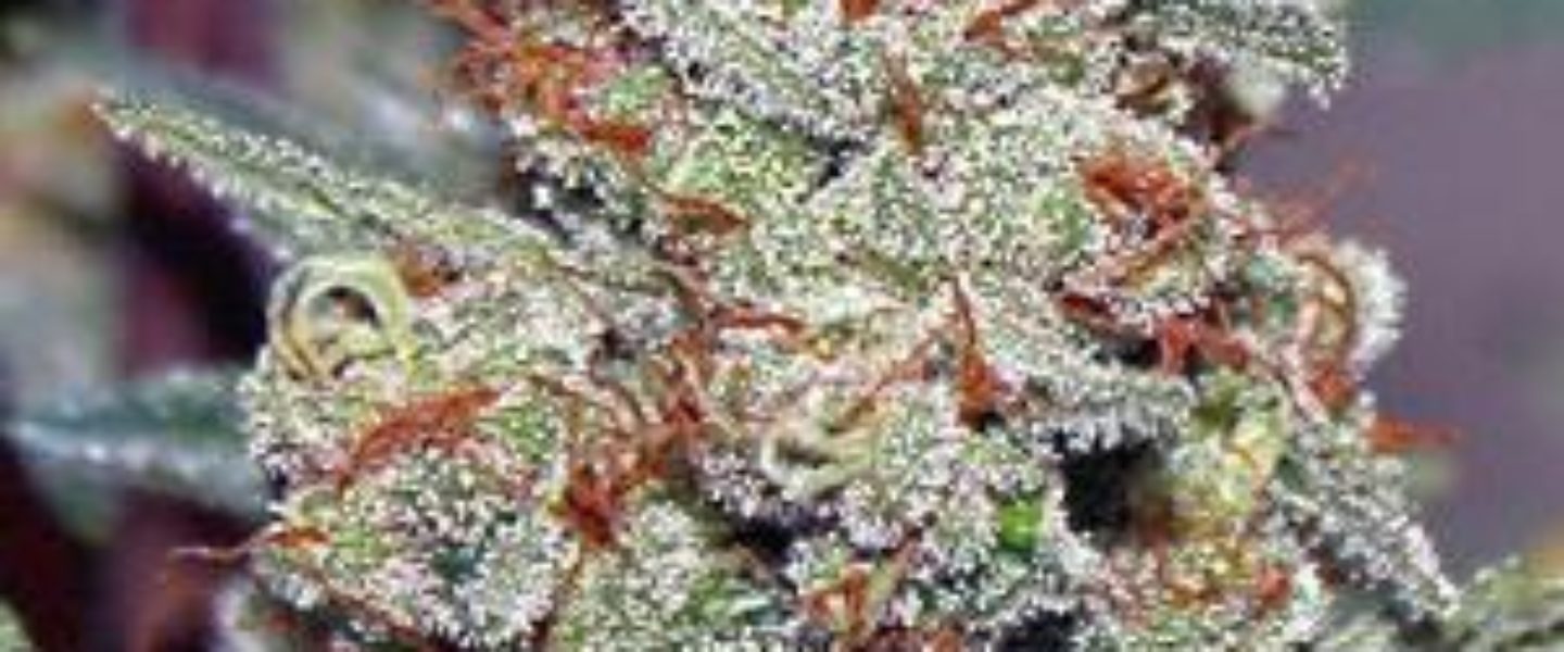 Ace Of Spades Marijuana Strain Review And Pictures The Weed Blog
