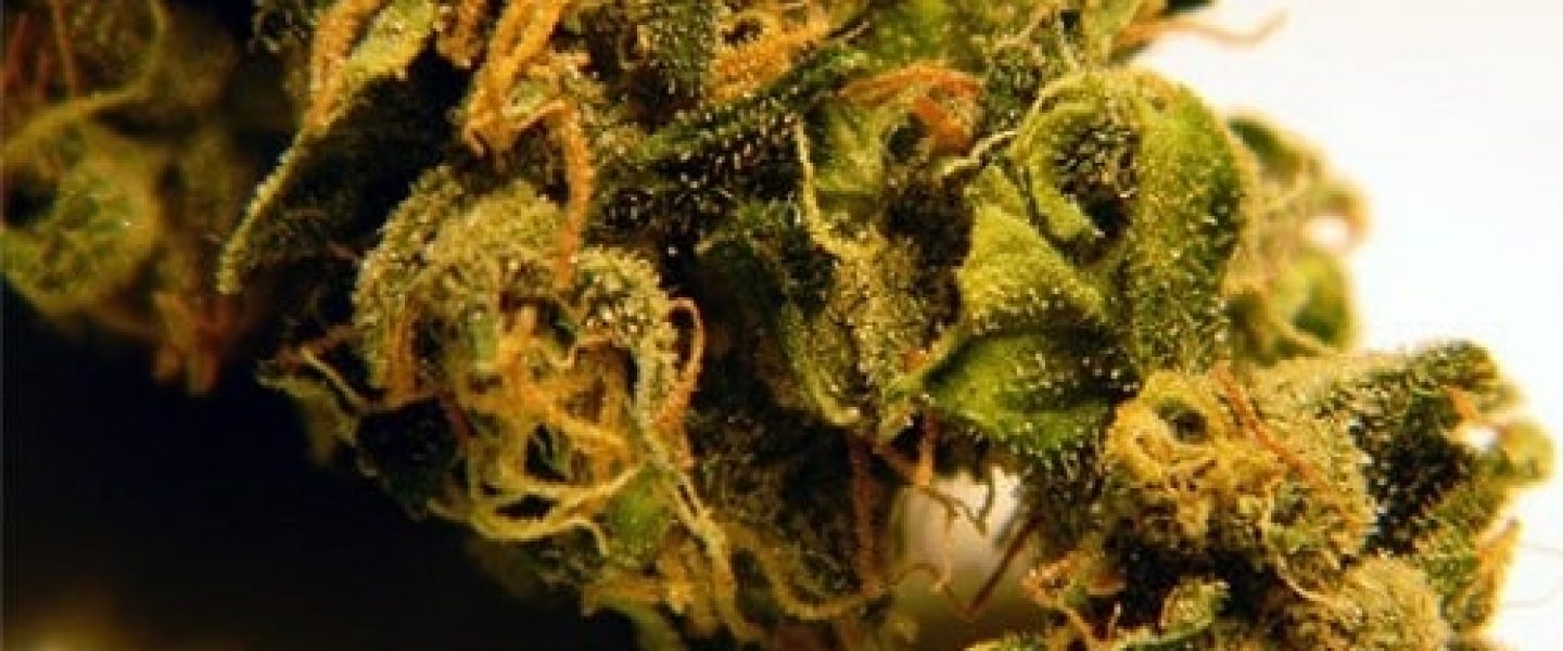 afghani marijuana strain