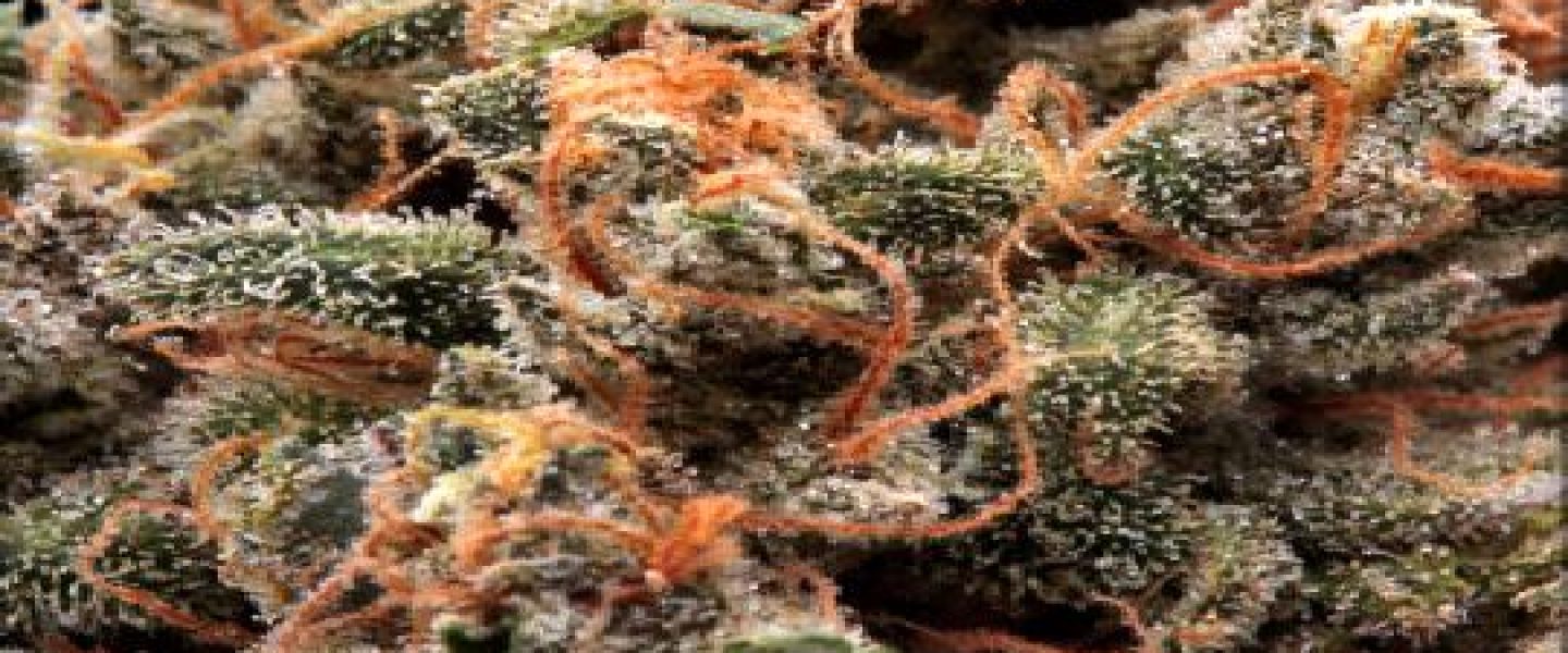 afgoo marijuana strain