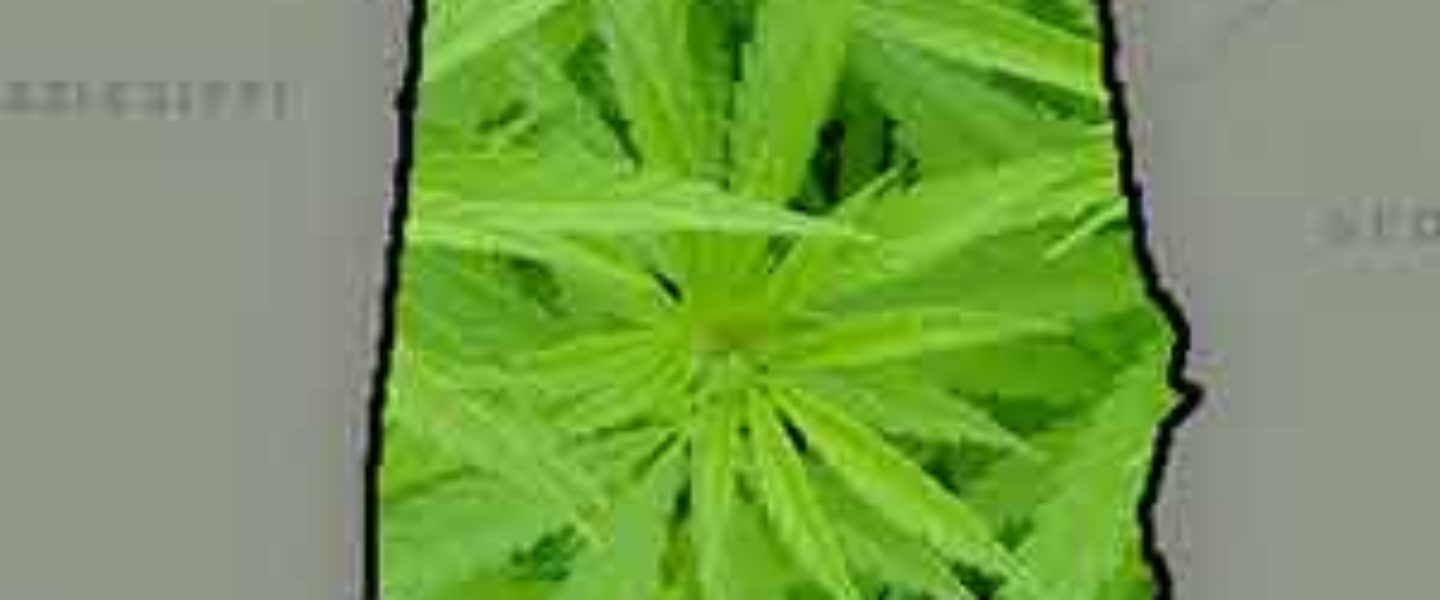 alabama marijuana legalization house bill 550