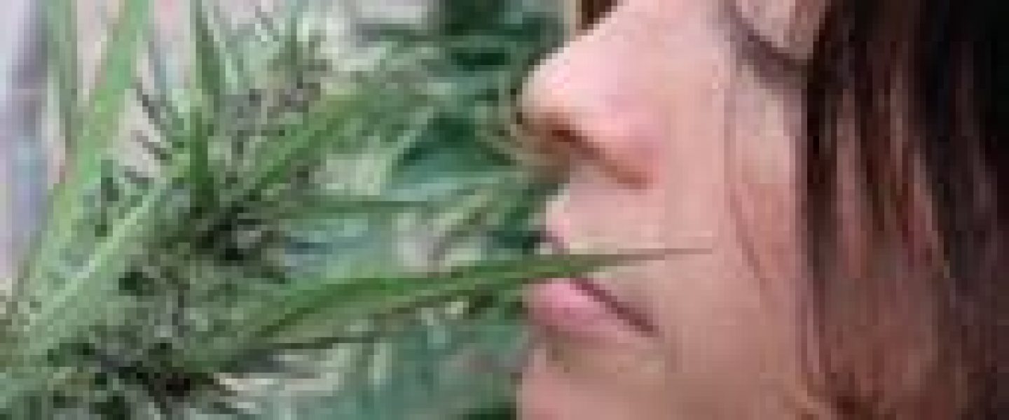 alanis morisette cannabis