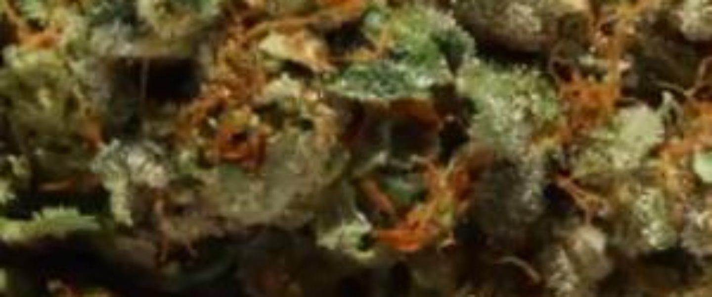 amf og marijuana strain