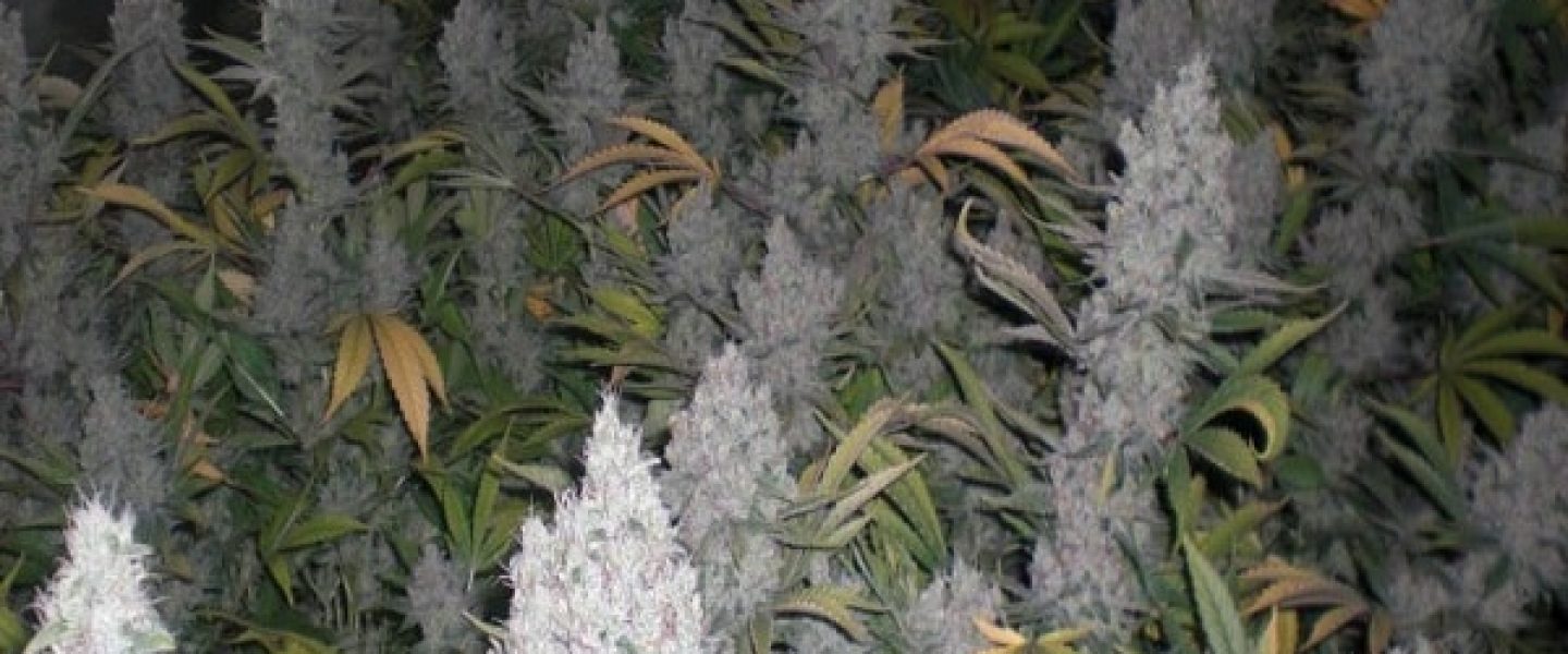 amnesia haze marijuana strain