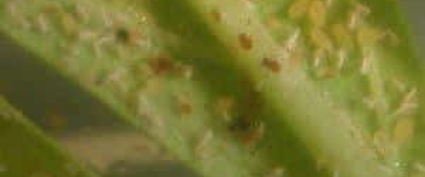 aphids marijuana plant aphid infestation