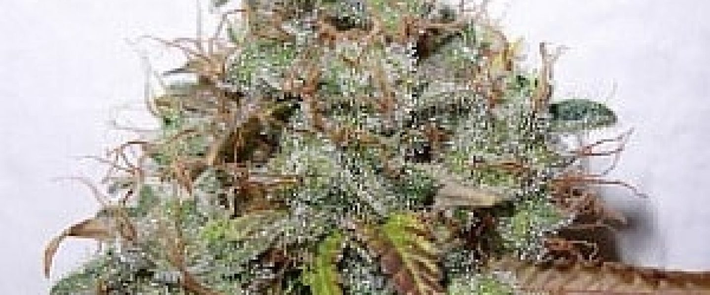 armageddon marijuana strain