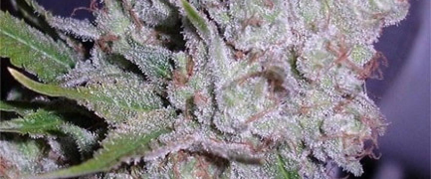 berry white marijuana strain