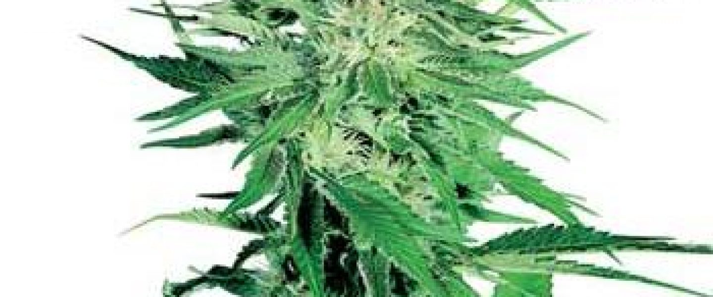 big bud marijuana cannabis seed seeds sensi seeds