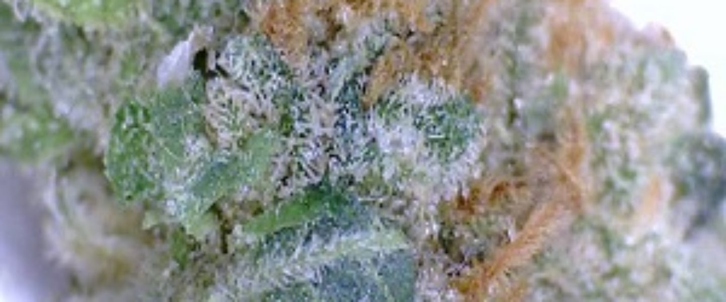 Big Buddha Cheese Marijuana Strain Review And Pictures The Weed Blog