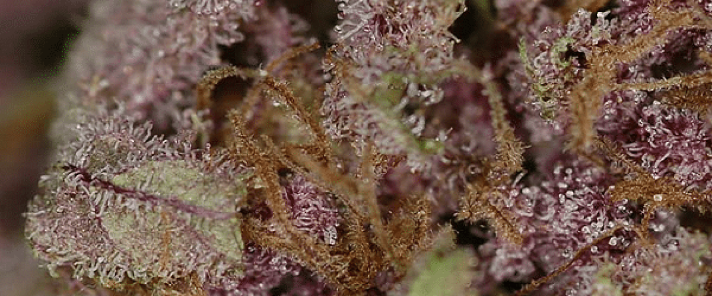 black cherry soda marijuana strain