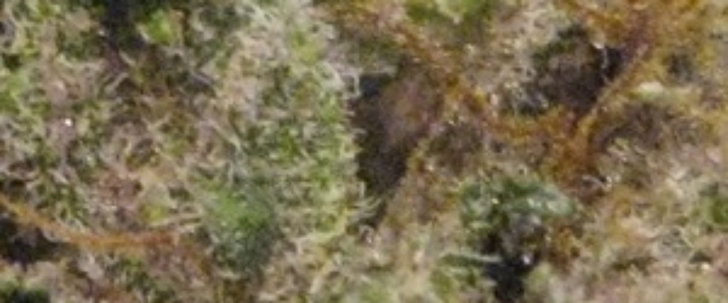 Black Jack Marijuana Strain Review And Pictures - The Weed Blog