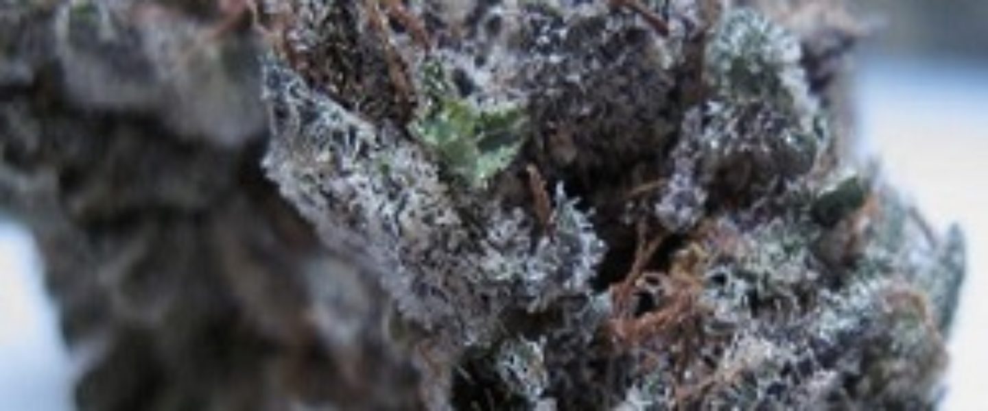 black label kush marijuana strain