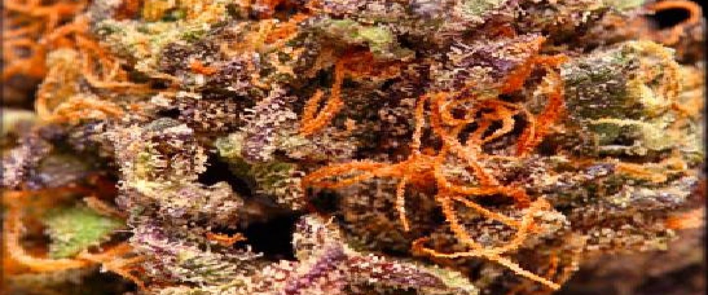 black mamba marijuana strain