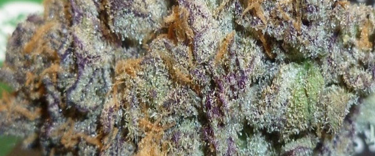 black widow marijuana strain