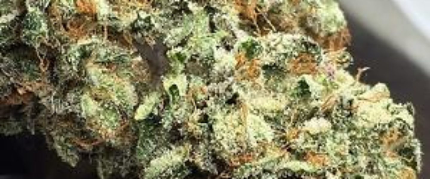 blackberry kush strain info