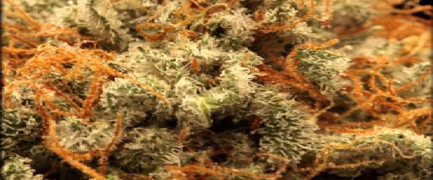 blackberry cannabis strain