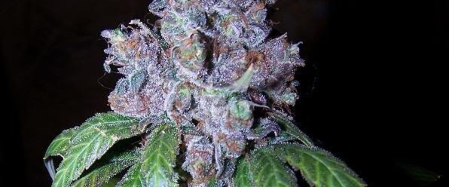Blockhead Marijuana Strain Review And Pictures The Weed Blog