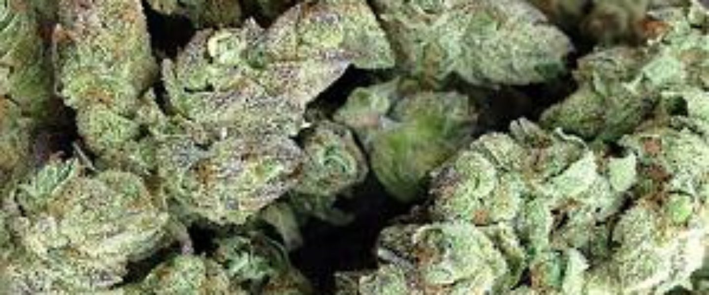 The blue cheese marijuana strain is a favorite among many marijuana enthusiasts.
