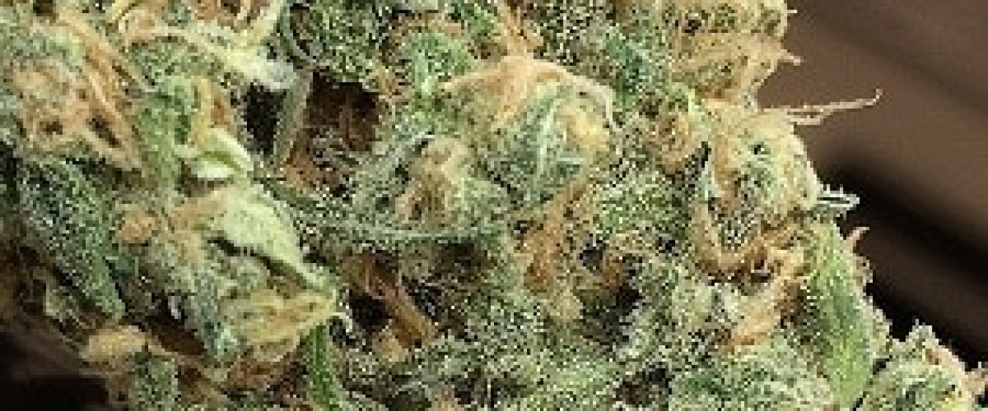 blue haze marijuana strain