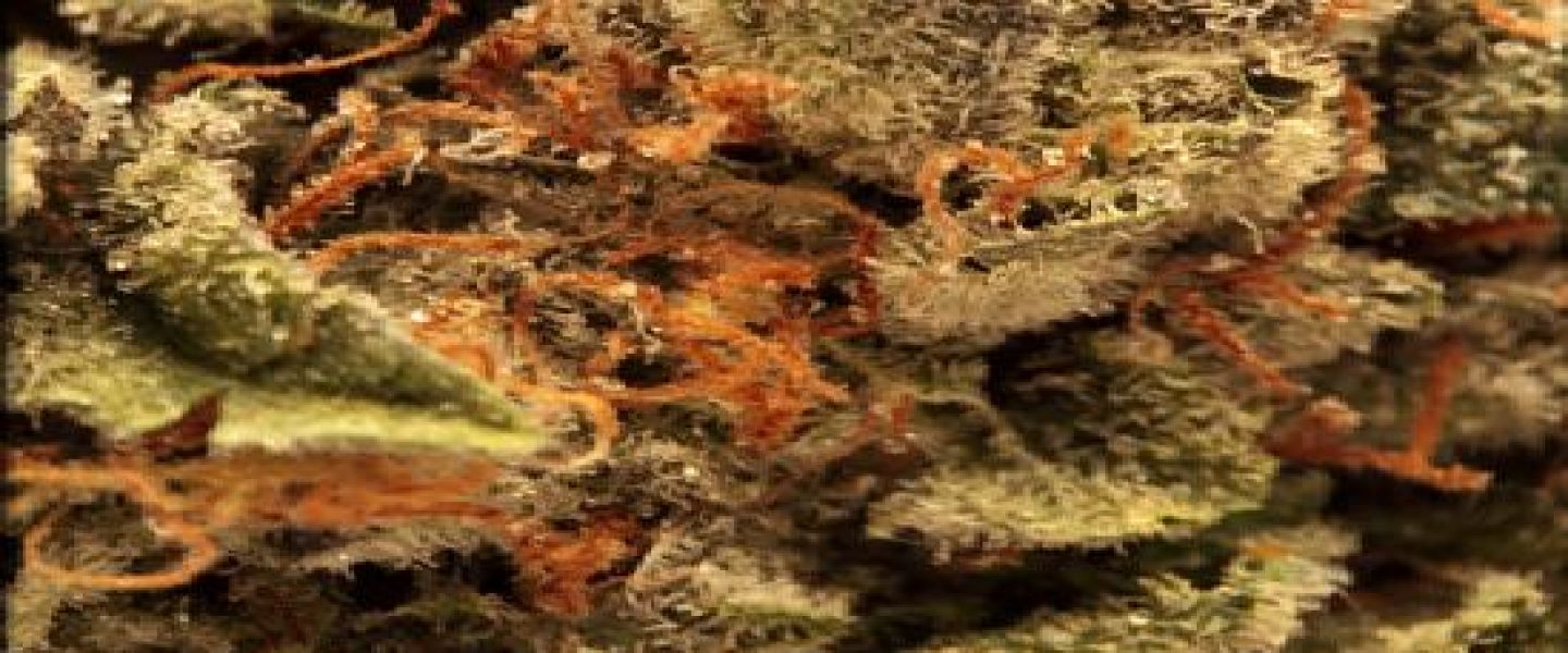 blue ivy marijuana strain