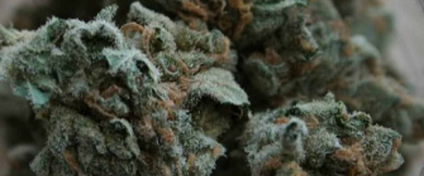 blueberry haze marijuana strain