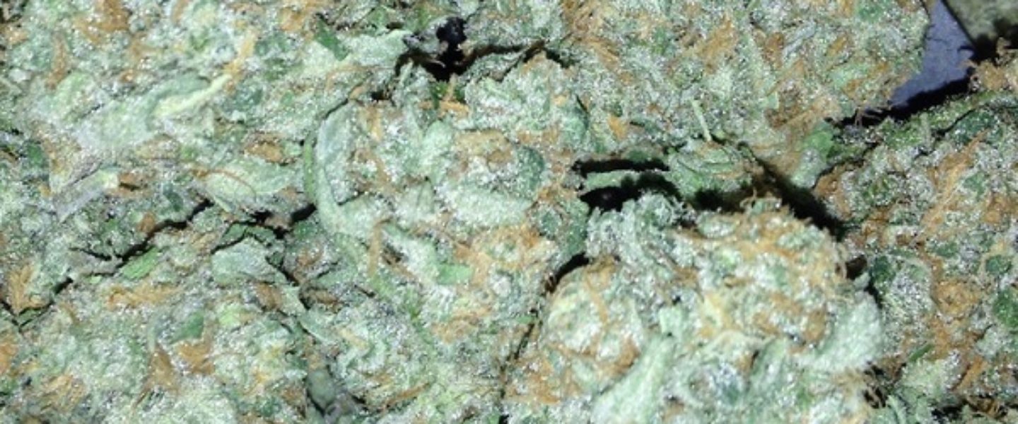 The Blueberry Kush marijuana strain always gets great reviews.