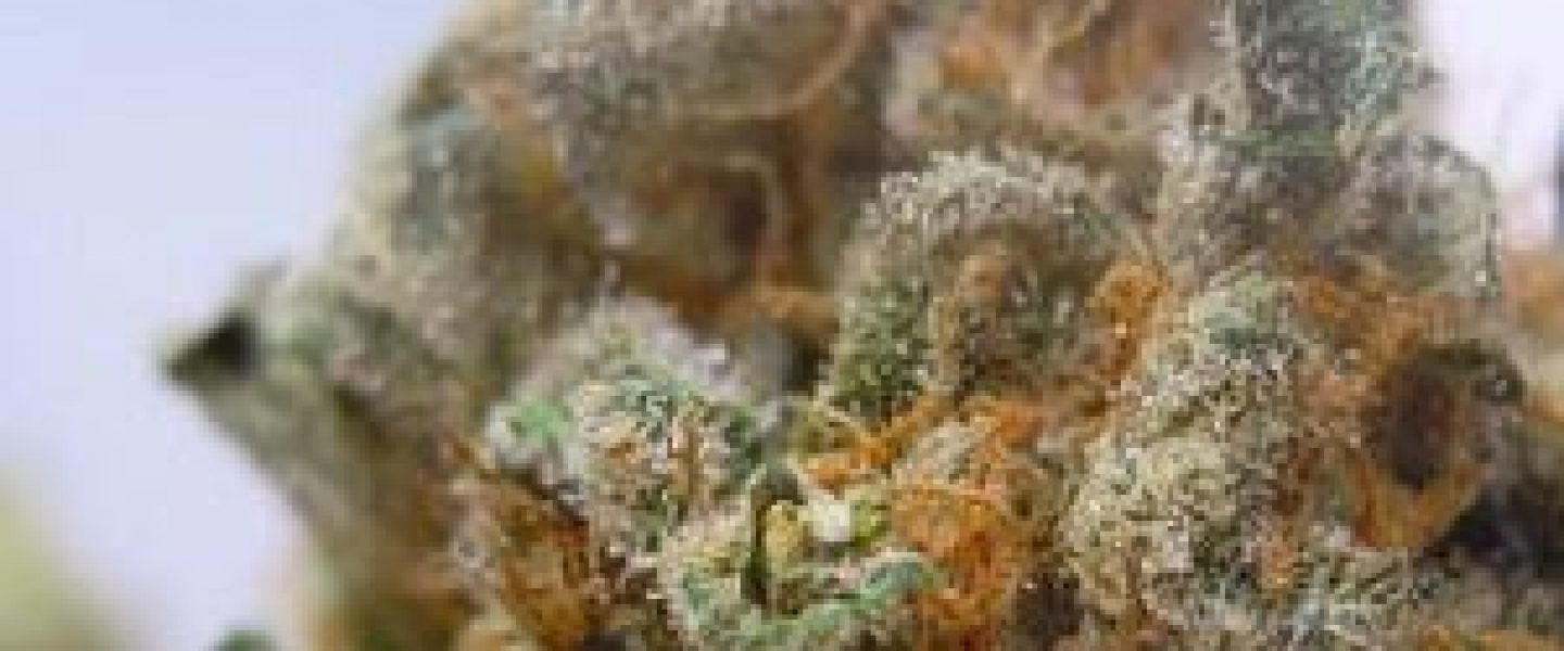 blueberry marijuana strain