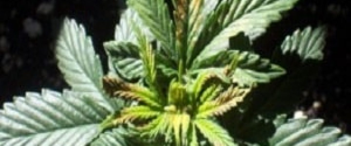 boron marijuana plants