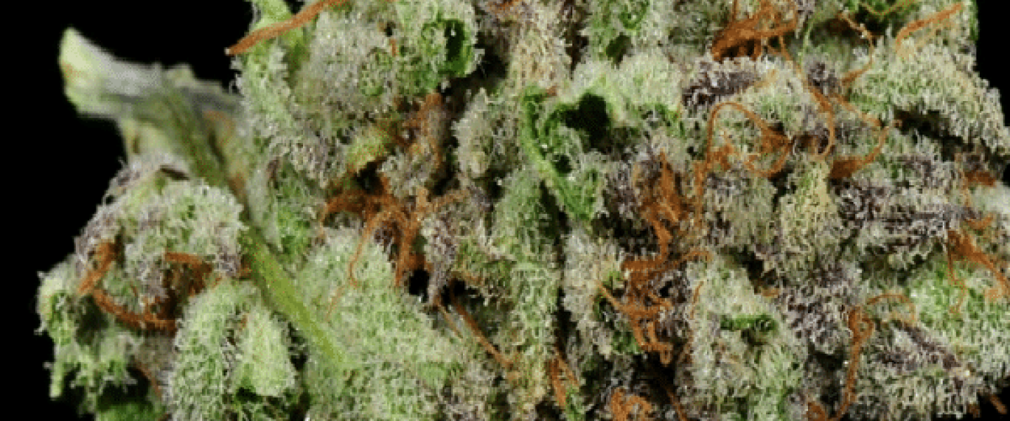 bubba kush marijuana strain