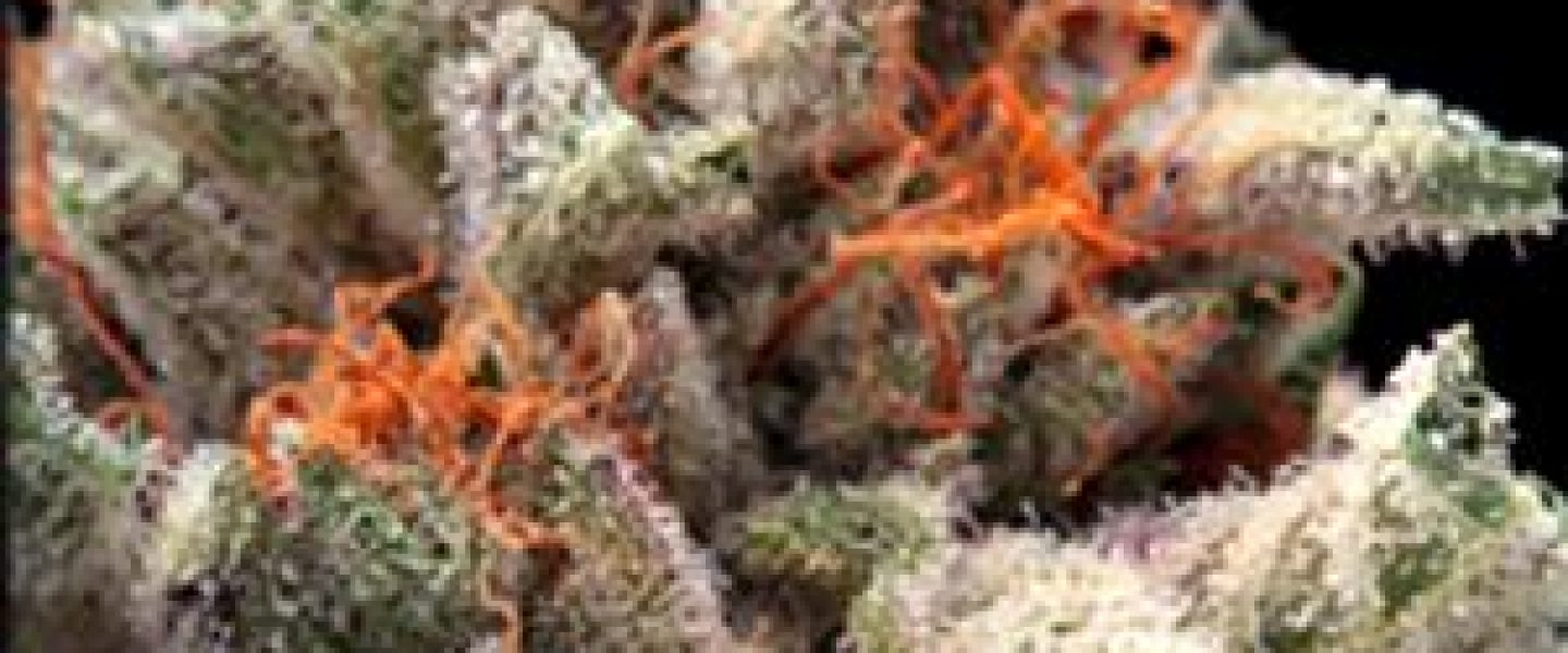 bubba mandarin marijuana strain