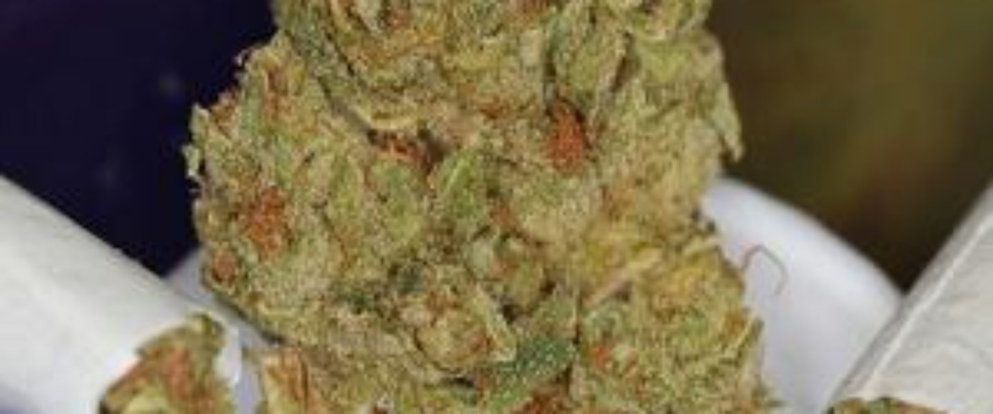 bubblegum marijuana strain