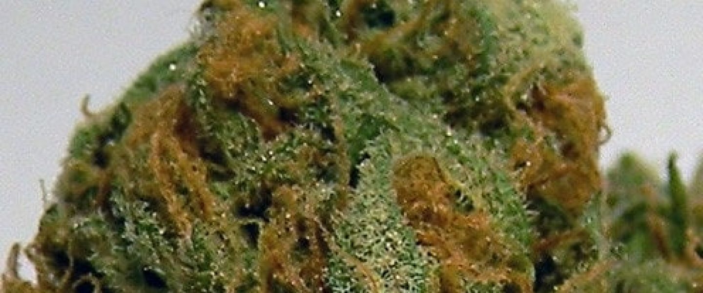 bubblelicious marijuana strain
