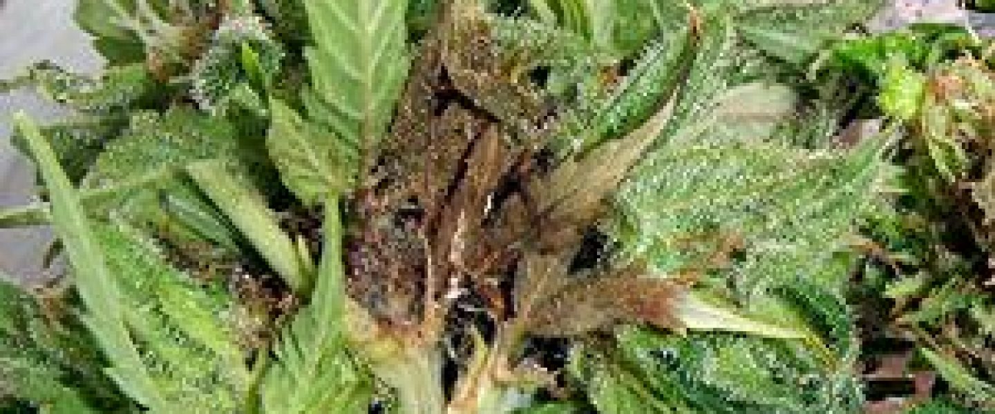 bud rot marijuana