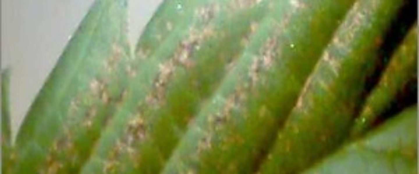 calcium deficiency marijuana plant