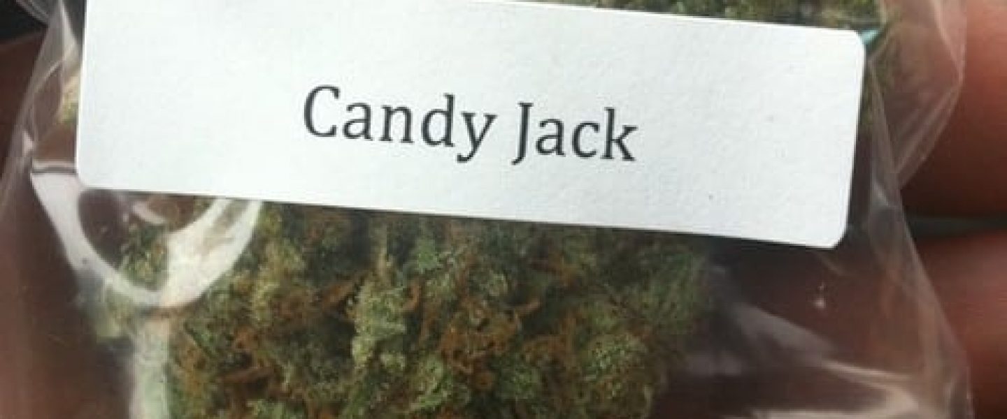 candy jack marijuana strain