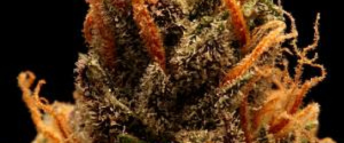 candy marijuana strain